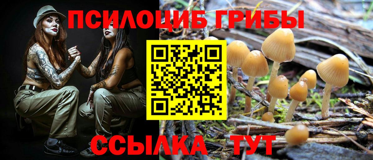 Псилоцибиновые грибы Psilocybine cubensis Бугульма